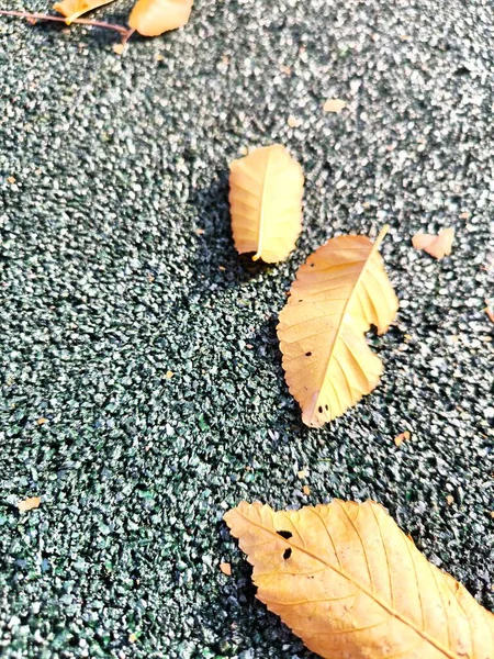 Koyu yeşil desenli zemin üzerinde Altın Sonbahar Yaprakları