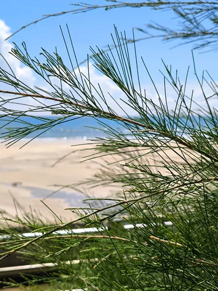 Sahil Çam Needles Serene Tropikal Sahil Manzarası