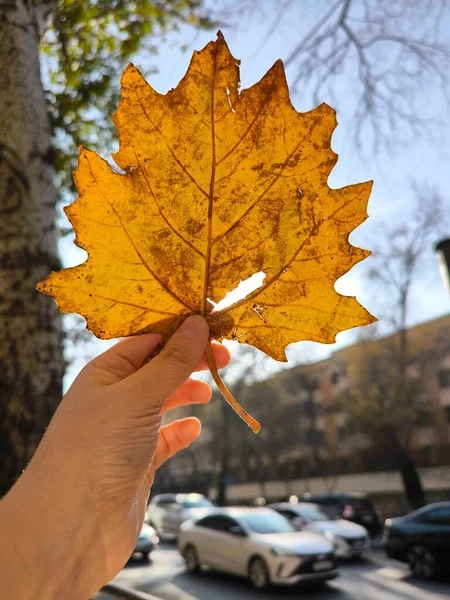 Parlak Sonbahar Yaprağı Parlak Gökyüzüne Karşı Tutuldu