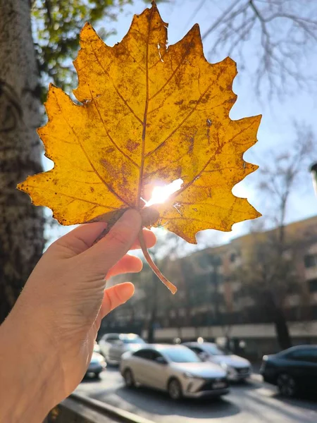 Altın Sonbahar Yaprağı Parlak Güneş 'e Karşı Tutuldu