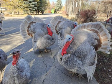 Asfalt yolda kasıla kasıla yürüyen bir grup geniş göğüslü hindi.