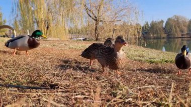 Huzurlu bir gölün çimenli kıyısında yiyecek arayan bir grup yaban ördeği ve Drake, sıcak güneş ışığının tadını çıkarıyorlar..