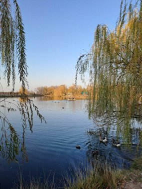 Ağlayan söğüt ağaçlarının zarif dalları tarafından çerçevelenmiş bir gölün yumuşak yansımalarını içeren sakin bir sonbahar manzarası. Ördekler ve kazlar ön planda huzur içinde yüzerken..