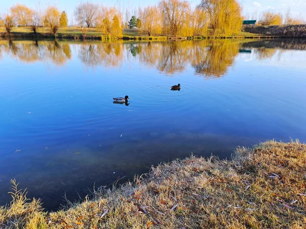Bir çift ördek gibi yakalanan vahşi yaşam, sıcak güneş ışığında dalgalanan suyun üzerinde zarifçe süzülüyor.