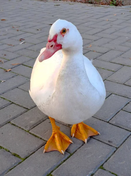 Gözlerinin etrafında belirgin kırmızı karpuzları olan sevimli beyaz bir ördek gri asfalt bir yolda duruyor ve doğrudan kameraya bakıyor.