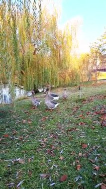 Suyun yakınındaki çimenli bir sahilde renkli sonbahar yaprakları ve yumuşak, altın renginde ışıkla çevrili küçük bir kaz grubu toplanır.