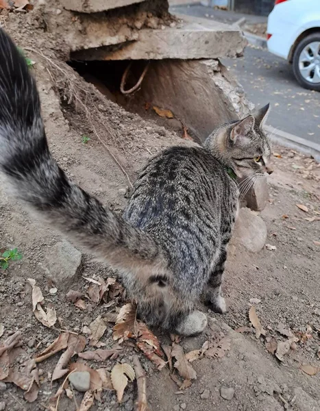 Çizgili bir ev kedisi, uzun, gür kuyruğuyla küçük bir toprak tepeye tünemiş ve yol kenarındaki çevreyi gözlemliyor.