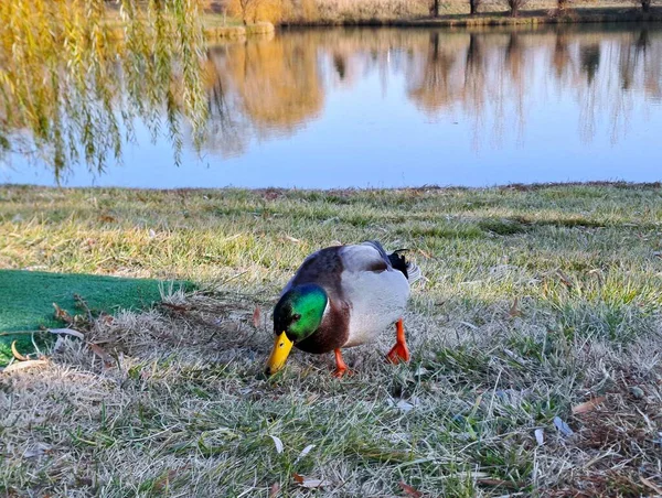Sessiz Lakeside 'dan Yalnız Erkek Mallard Duck Otlatma