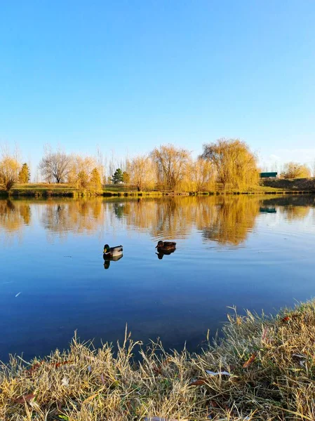 Mallard Ördekleri Altın Sonbahar Gölü 'nde Huzur içinde Yüzüyor