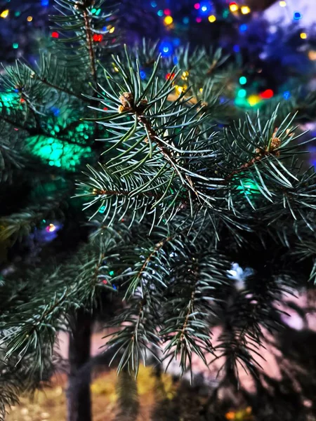 Bir çam ağacının keskin yeşil iğnelerine odaklanan bir makro çekim. Renkli, bulanık ışıklarla aydınlatılmış, şenlikli bir arka plan yaratıyor.