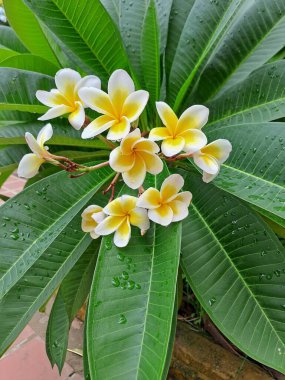 Parlak yeşil yapraklı taze beyaz çiçekler tropik bir bahçede yürüyüş yolu boyunca büyürler. Yumuşak doğal ışık, gün boyunca narin yaprakları ve gür yaprakları aydınlatır.