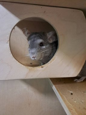 Büyük benekli kulakları olan sevimli gri çinçilya tuhaf bir şekilde kafesin içindeki tahta tırmanma platformundan görünüyor.