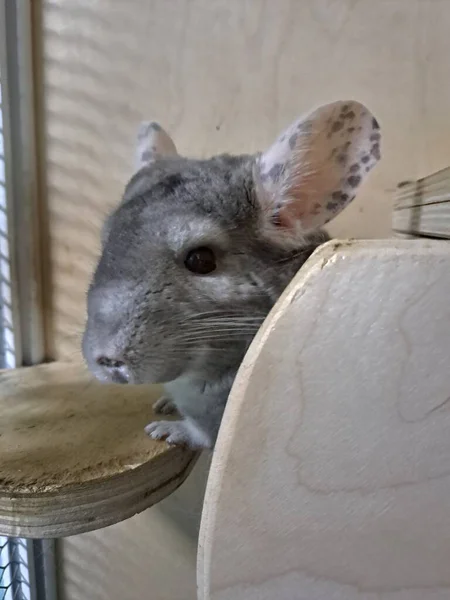 Büyük benekli kulakları olan sevimli gri çinçilya tuhaf bir şekilde kafesin içindeki tahta tırmanma platformundan görünüyor.