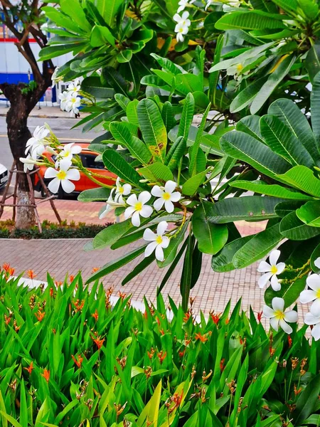 Sarı merkezli taze frangipani çiçekleri parlak bir gökyüzünün altındaki ağaçta yoğun bir kümede yetişir. Bu egzotik tropikal bitkiler sıcak iklimlerde tatlı kokuları ve narin güzellikleriyle tanınırlar.