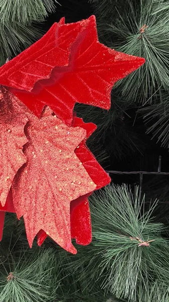 Kış kutlamaları için parlak kırmızı yapraklar ve koyu çam iğneleriyle bayram süslerini kapatın.