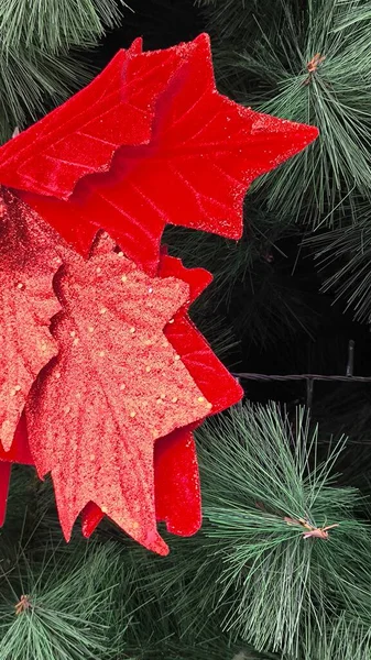 Kış kutlamaları için parlak kırmızı yapraklar ve koyu çam iğneleriyle bayram süslerini kapatın.