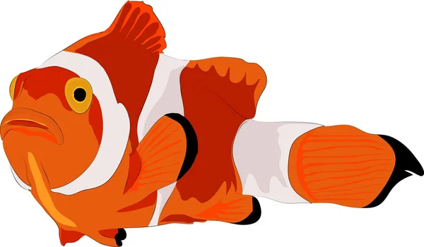 Örnek: deniz sakinleri, turuncu tropikal balık kızdırma.