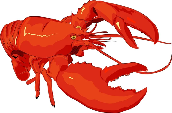 Ilustrasi: penduduk laut, lobster - Stok Vektor