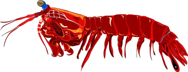 Örnek: deniz sakinleri, krili