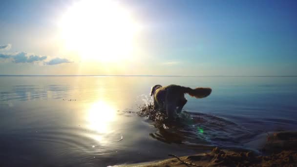 Zlatý retrívr se bude plavat Kyjeva 7.08.16 — Stock video