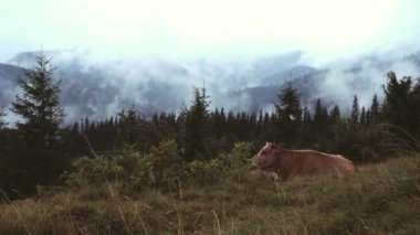 Mera mountaince bulutlu günde 20.08.16 inek