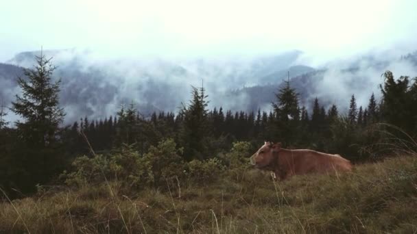 Krowa w mountaince pastwiska w pochmurny dzień 20.08.16 — Wideo stockowe