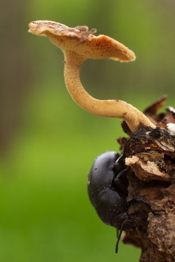 böcek Trypocopris vernalis