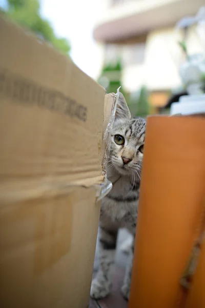 stray kitten hiding in boxes