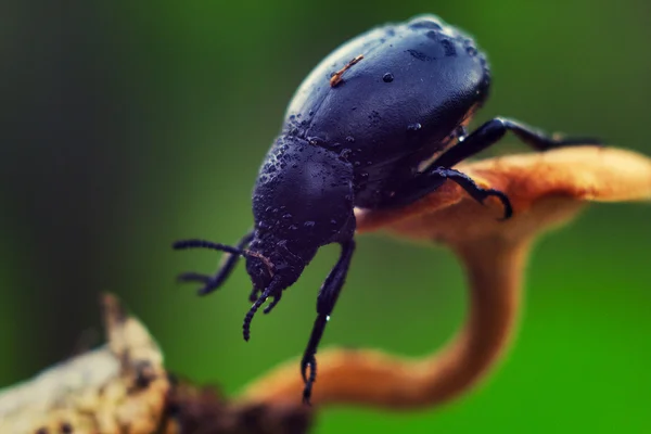 Escarabajo Trypocopris vernalis — Foto de Stock