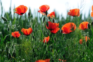 arka ışık, haşhaş alan