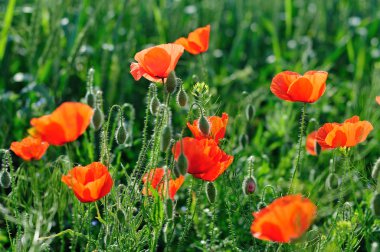 arka ışık, haşhaş alan