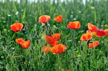 arka ışık, haşhaş alan