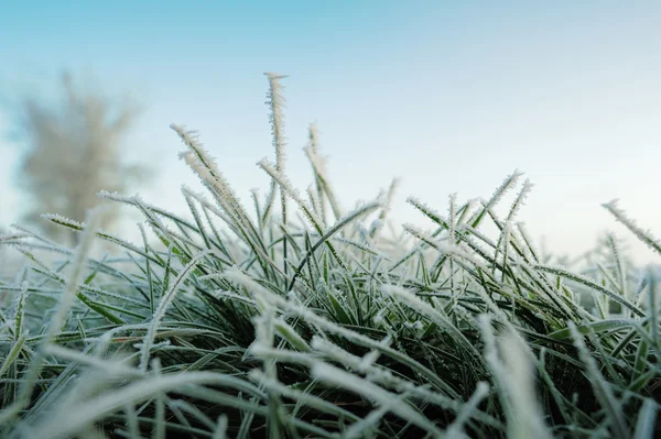 草の上の最初の霜 — ストック写真