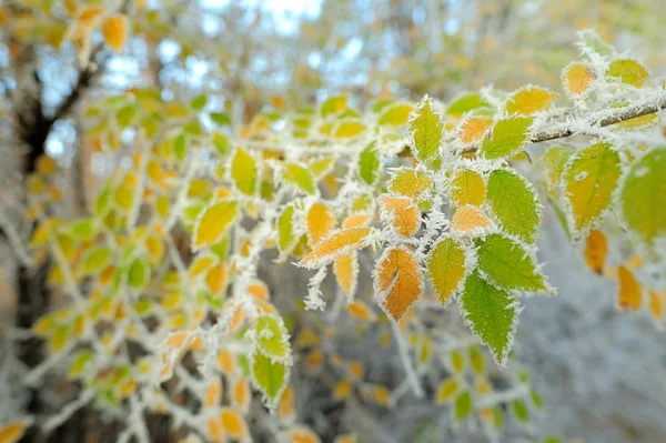 first frost on the yellow birch leaves