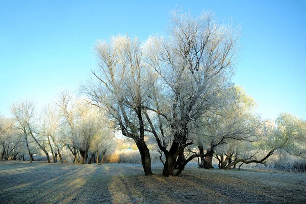 最初の霜の木、霜 — ストック写真