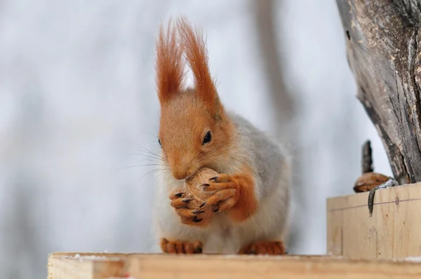 Rotes Eichhörnchen nagt an Nüssen — Stockfoto