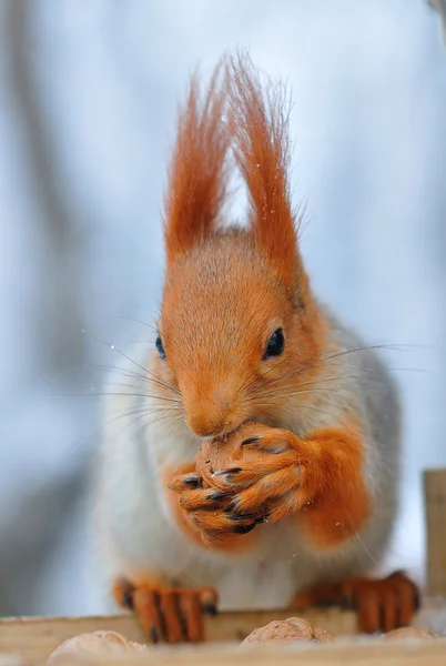 Rotes Eichhörnchen nagt an Nüssen — Stockfoto