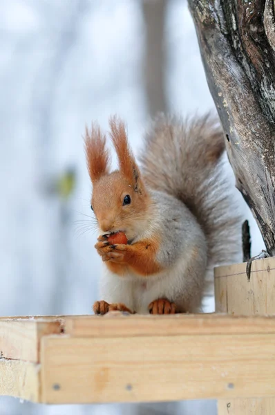 Rotes Eichhörnchen nagt an Nüssen — Stockfoto