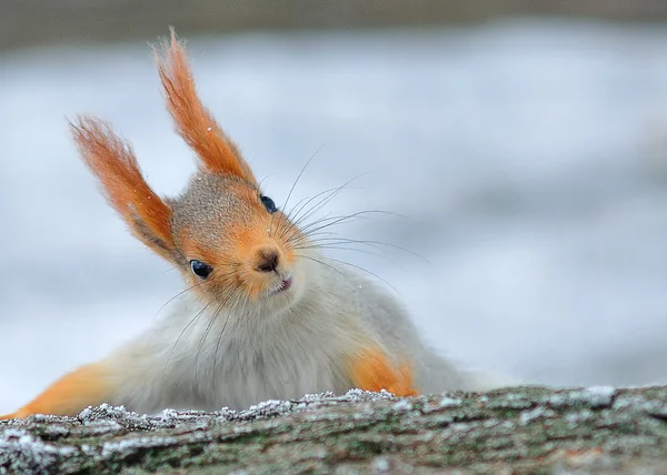 Feuerrotes Eichhörnchen im Winter — Stockfoto