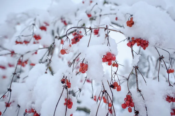 雪の中で赤いガマズミ属の木 — ストック写真