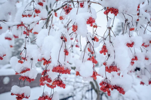 雪の中で赤いガマズミ属の木 — ストック写真