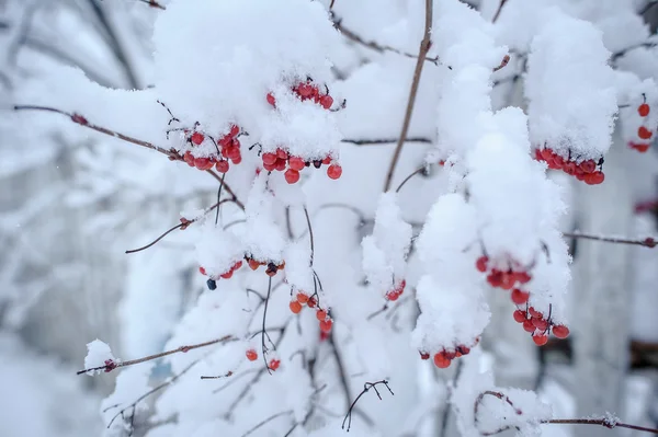 Röd viburnum i snön — Stockfoto