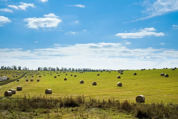 Field with straw bales — Stock Photo, Image