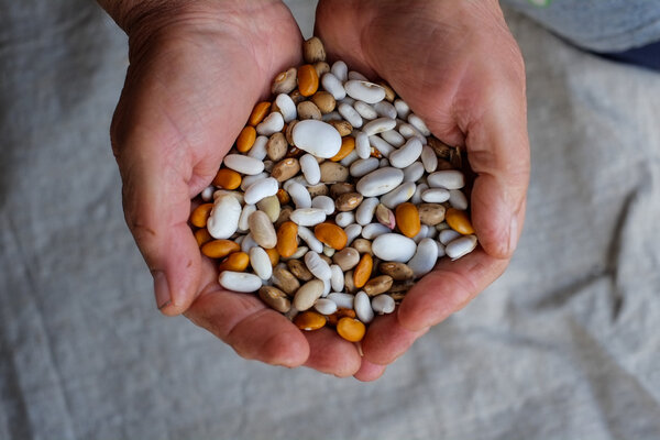 beans in the hands of the workers
 