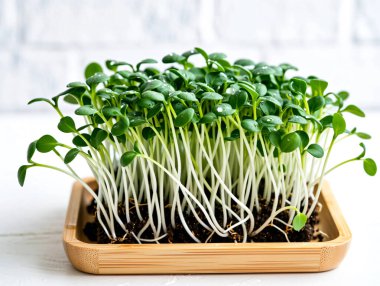 Bambu Tepsisinde Su Damlacıkları, Sağlıklı Besin Konsepti ve Kentsel Bahçe Stoku Fotoğrafı ile Taze Organik Mikroçerezler Büyüyor