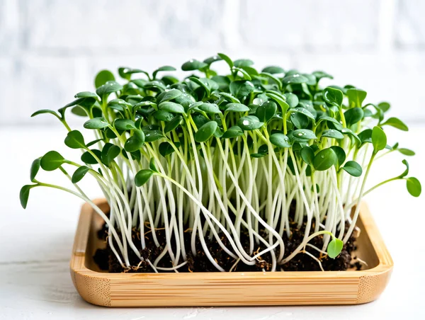 Bambu Tepsisinde Su Damlacıkları, Sağlıklı Besin Konsepti ve Kentsel Bahçe Stoku Fotoğrafı ile Taze Organik Mikroçerezler Büyüyor