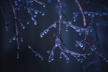 İnce ağaç dallarının makro görüntüsü tamamen berrak, pırıl pırıl bir buz tabakasıyla kaplı. Görüntüde, dondurucu yağmurun ardından sakin ve soğuk bir kış akşamının atmosferini yakalayan serin mavi bir palet yer alıyor..