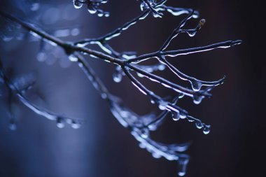 İnce ağaç dallarının makro görüntüsü tamamen berrak, pırıl pırıl bir buz tabakasıyla kaplı. Görüntüde, dondurucu yağmurun ardından sakin ve soğuk bir kış akşamının atmosferini yakalayan serin mavi bir palet yer alıyor..