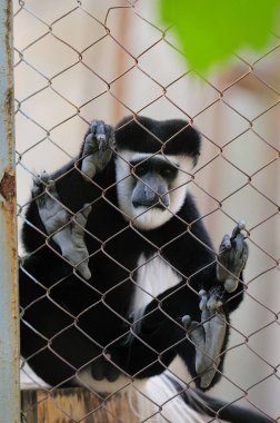 Küçük bir hayvanat bahçesi kafesinin paslı tel örgüsüne yapışan siyah ve beyaz mantolu bir maymun (Colobus guereza) dikey görüntüsü. Görüntü, hayvanların refahı ve esaretin sıkıntısını vurguluyor..