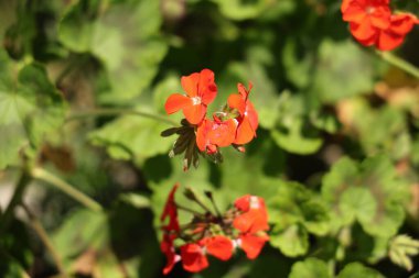 Güneşli yapraklar hafifçe parıldıyor. Bulanık yeşil bahçe çiçekleri. Güneş ışığı doğası.